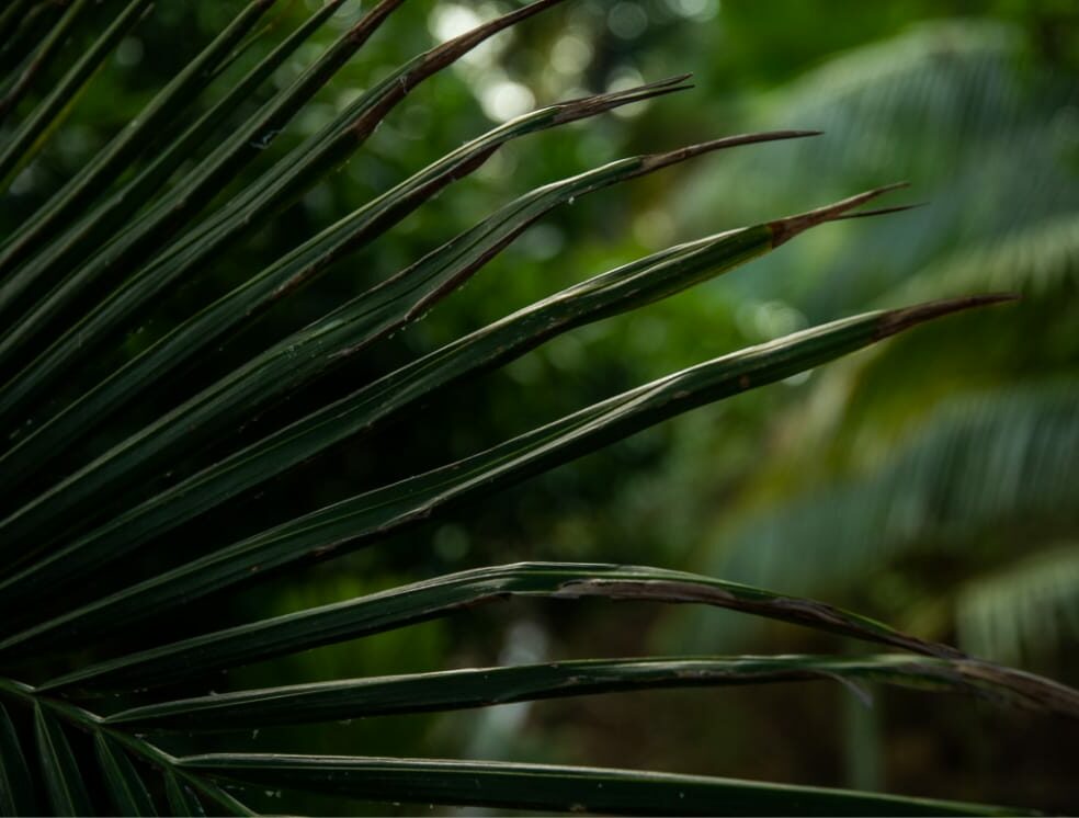 palms in jungle jamaica