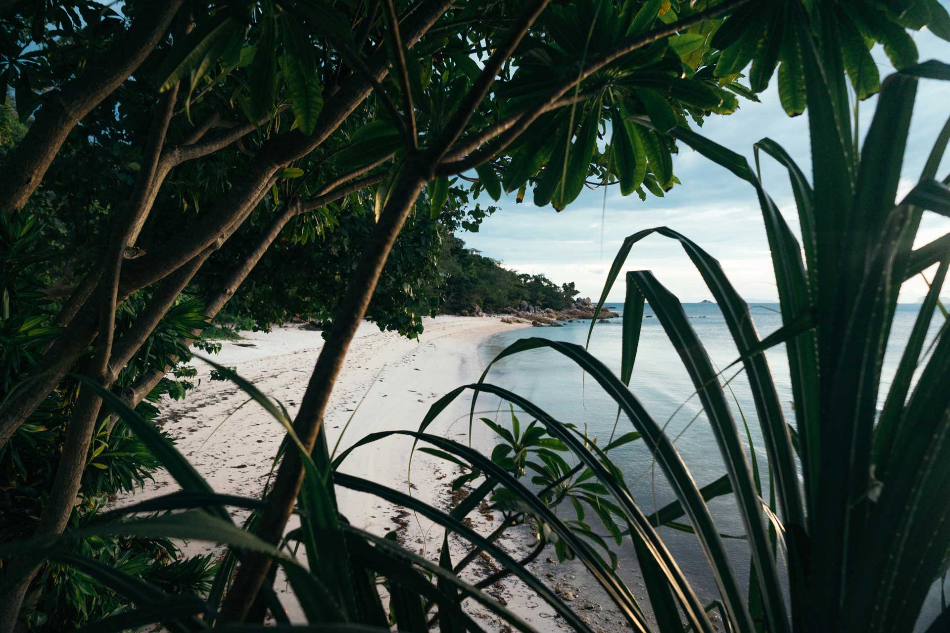 Dense jungle and sandy beach