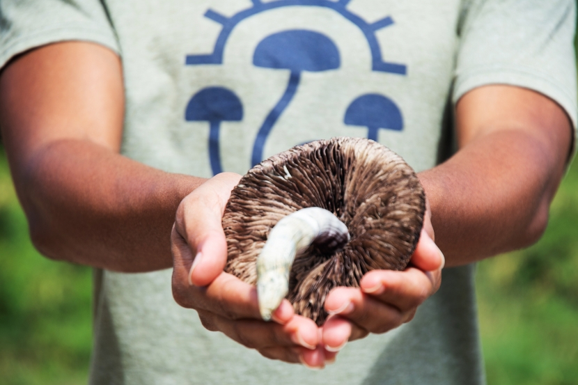 Microdosing vs psilocybin-assisted therapy