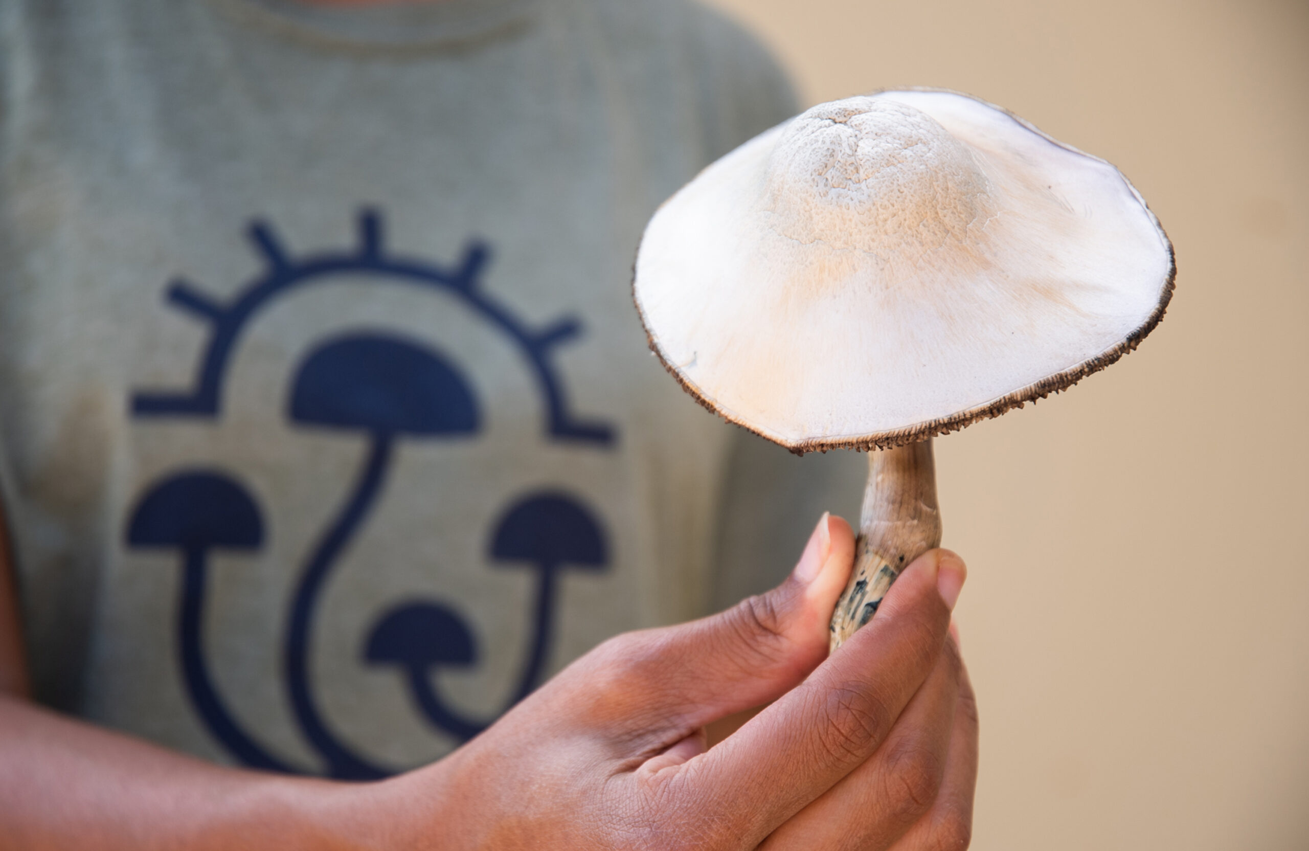 Psilocybin mushrooms used both in microdosing and macrodosing on psilocybin retreats