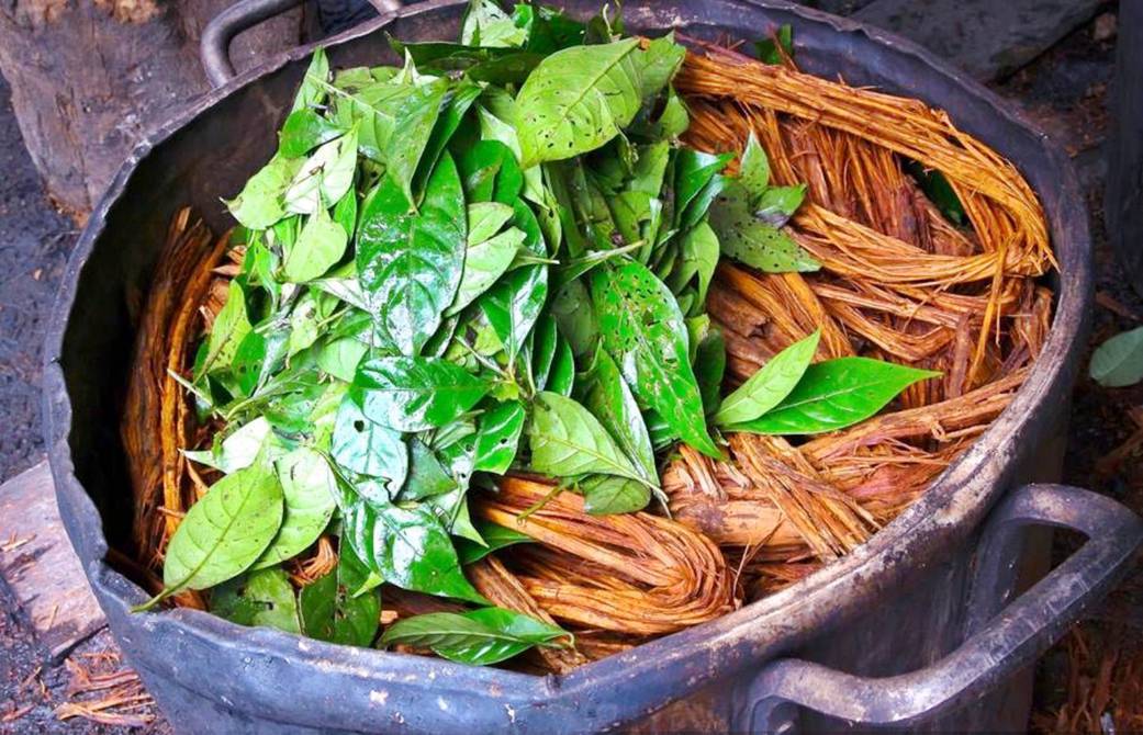 Image shows chacruna leaves used in ayahuasca brew.