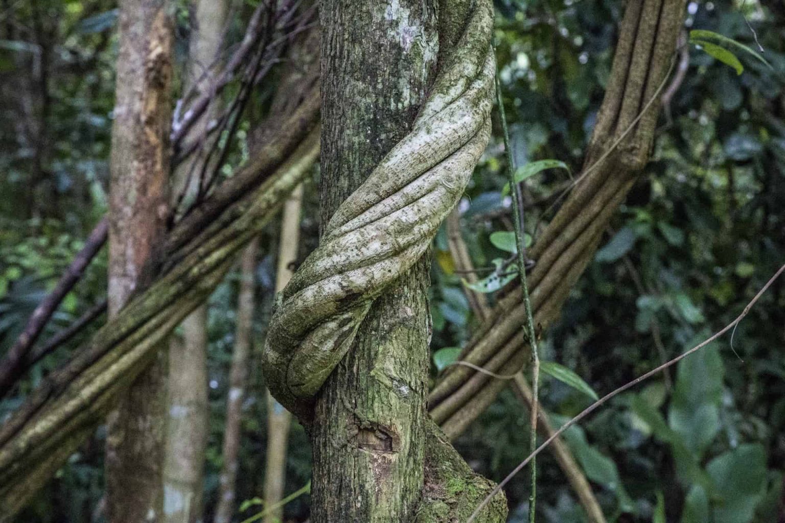 Image show ayahuasca vine Banisteriopsis caapi.