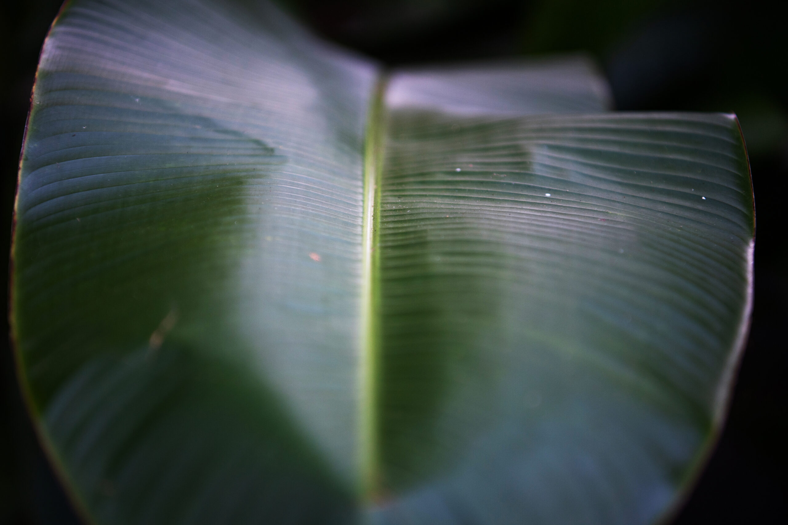 Image shows a leaf used in the preparation of ayahuasca.