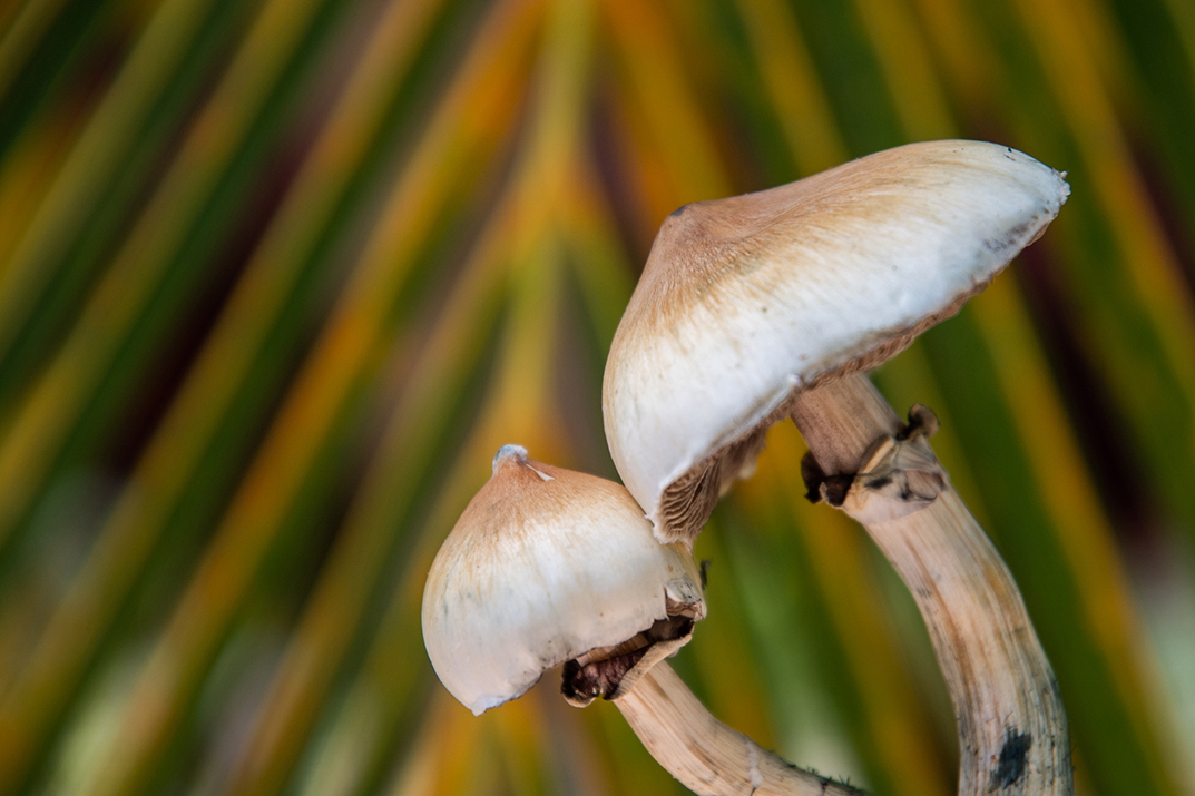 Image shows psilocybin mushrooms.