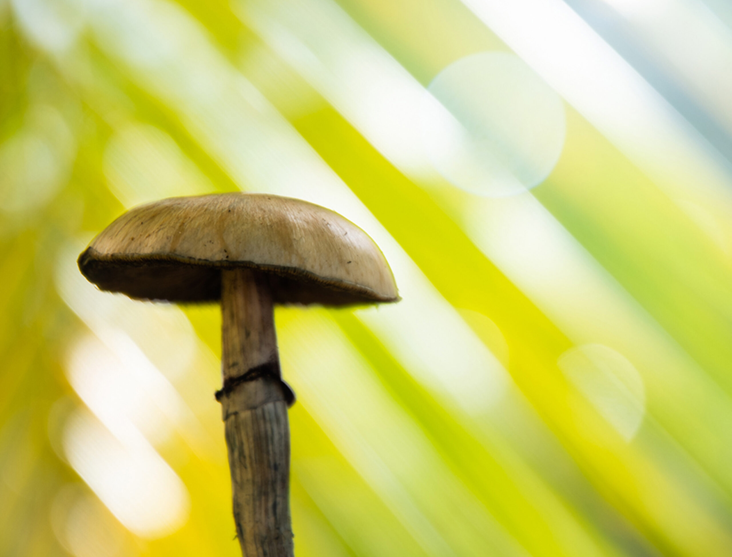 Image shows a psilocybin mushroom