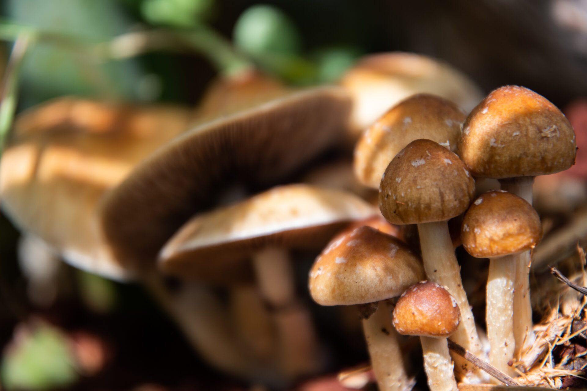psilocybin mushrooms cultivated at mycomeditations
