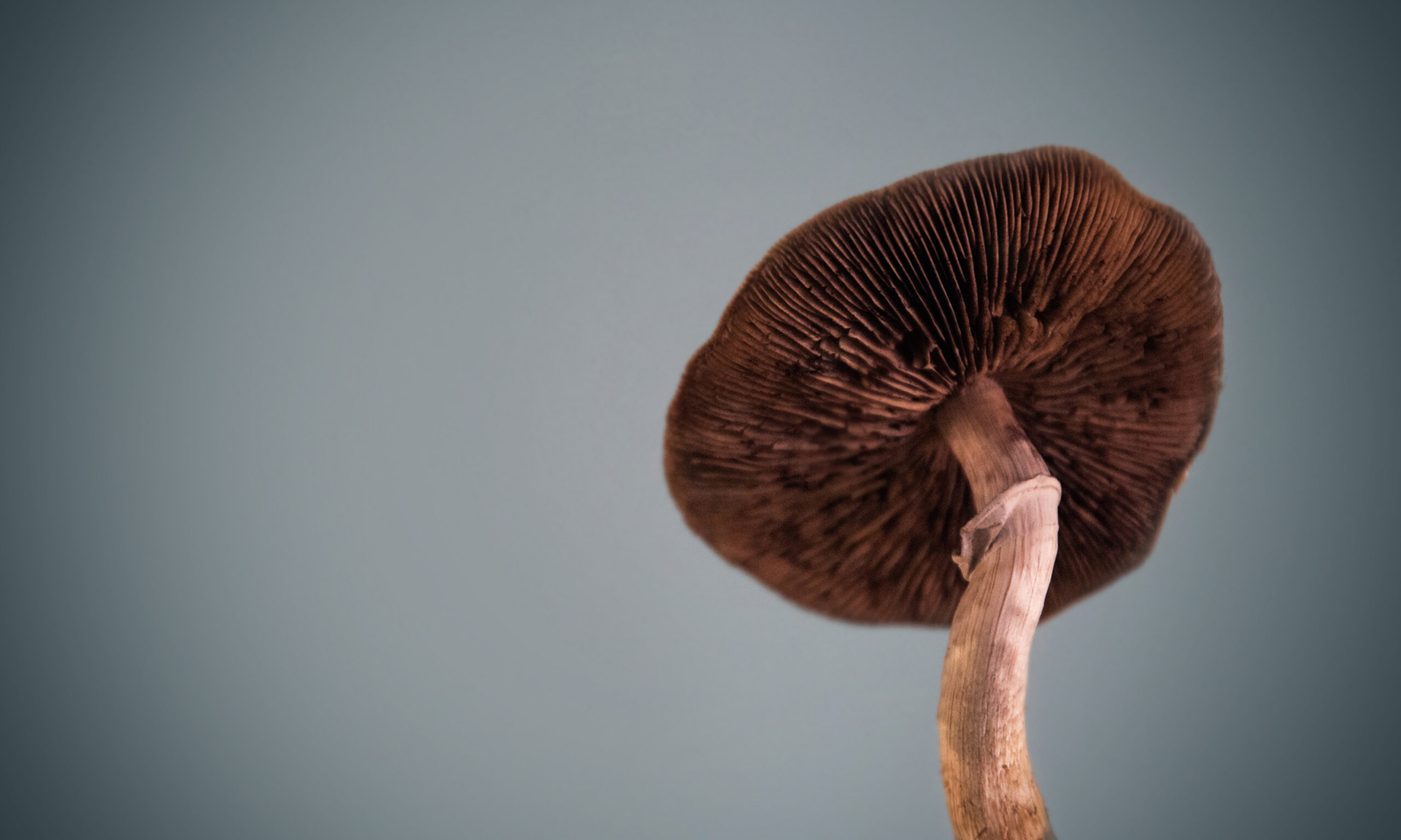 Psilocybin-Assisted Retreats in the US