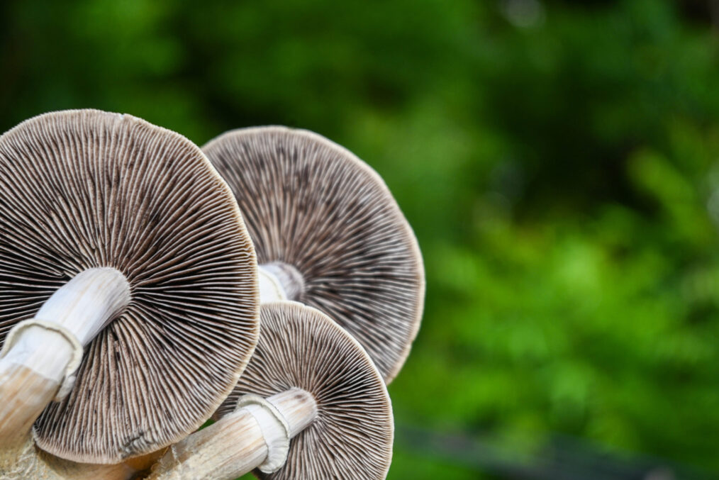 Three Psilocybin Sessions in one week