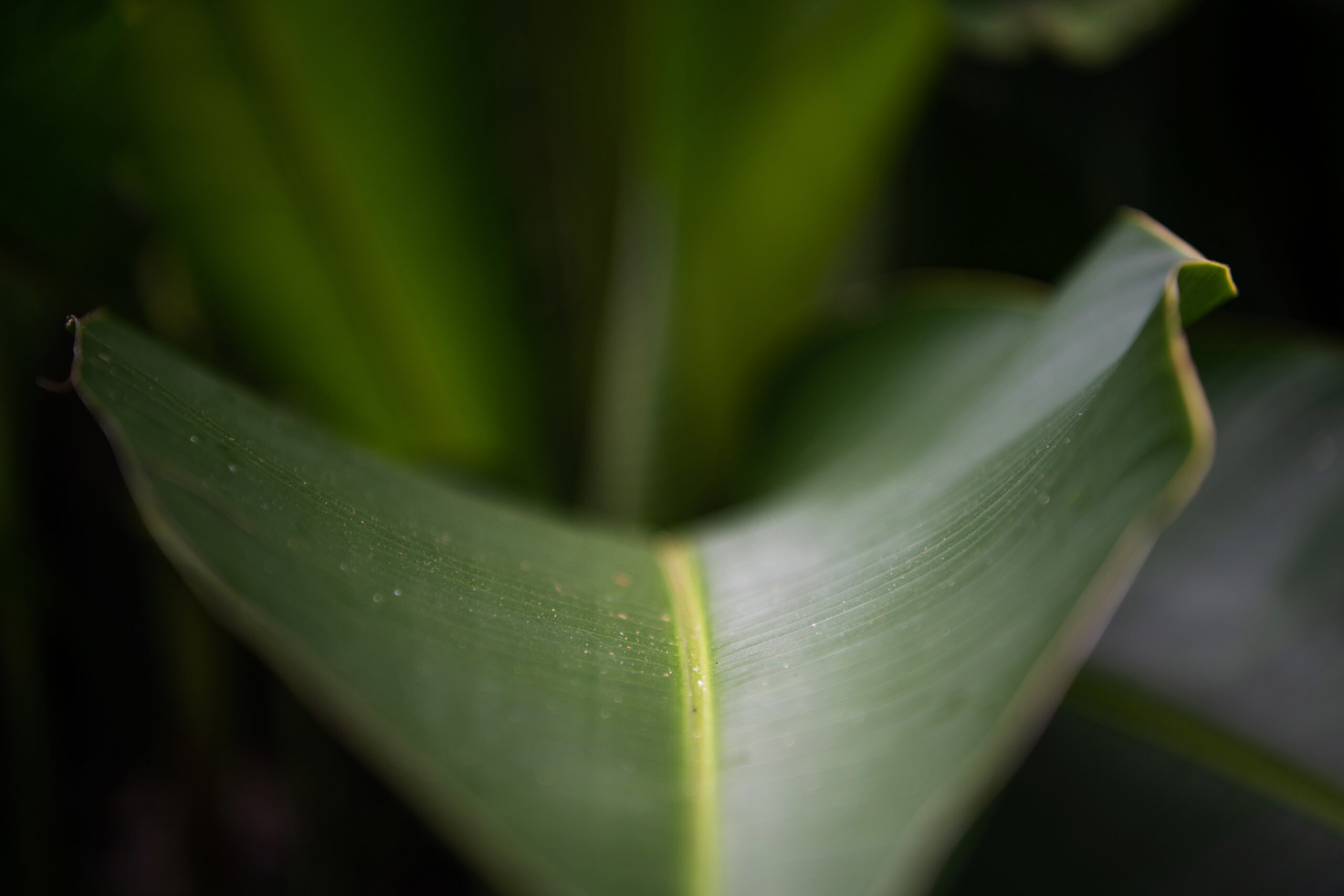 details_19