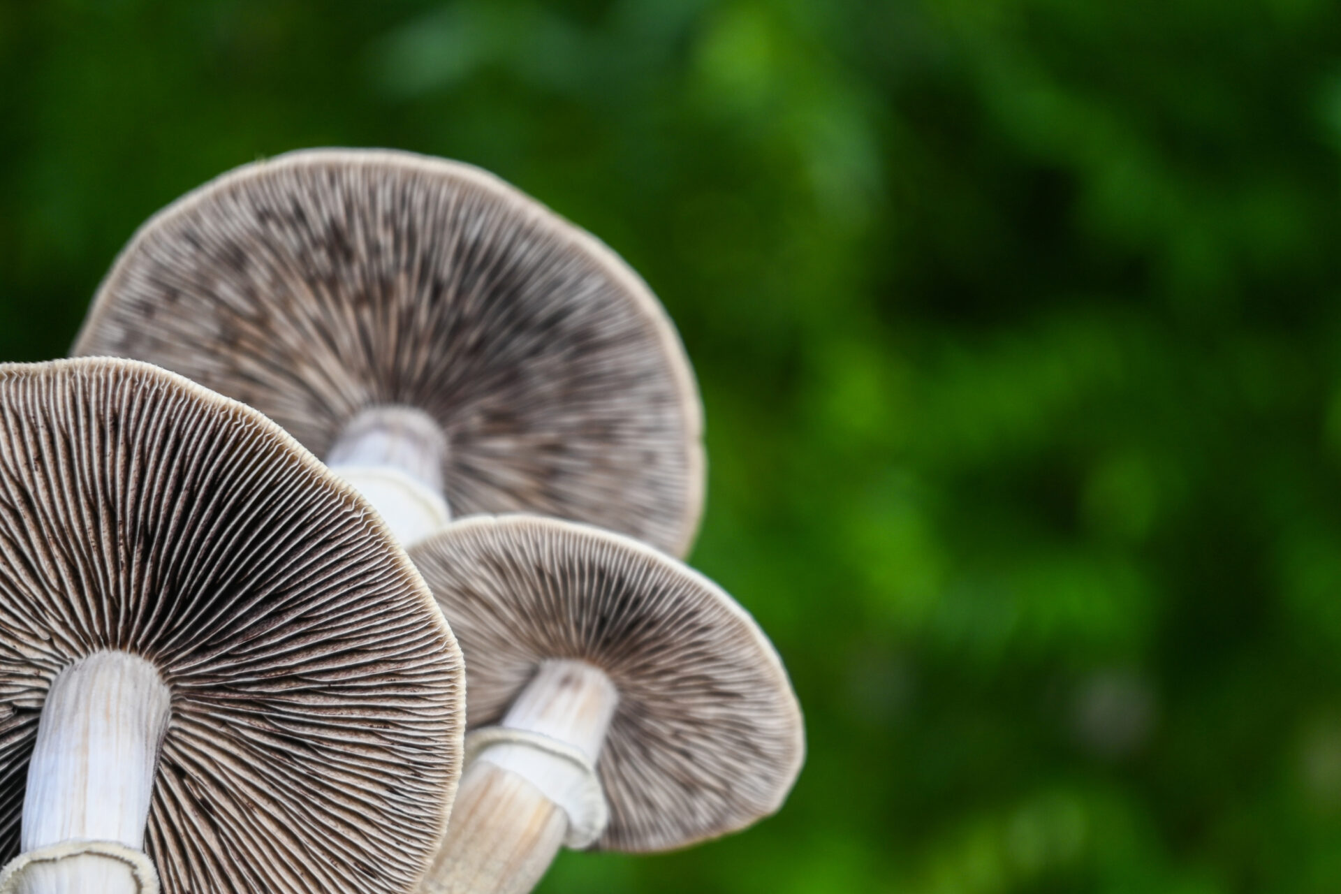 psilocybin mushrooms grown at mycomeditations