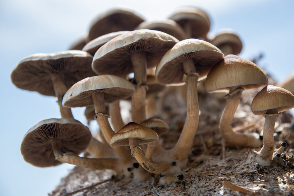 psilocybin mushrooms growing from mycelium