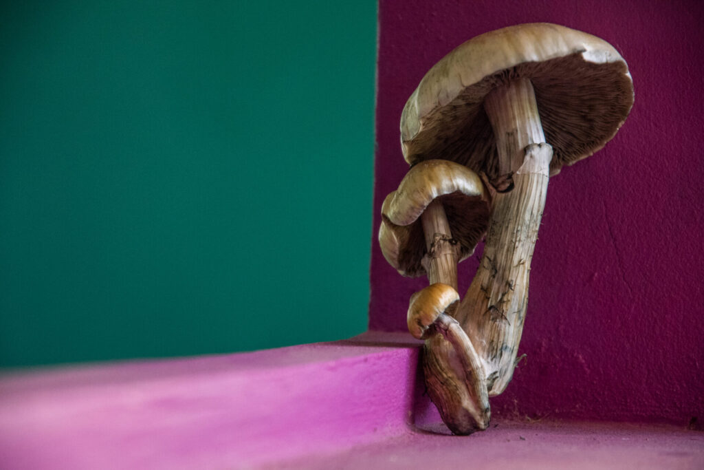 psilocybin mushrooms in Jamaica