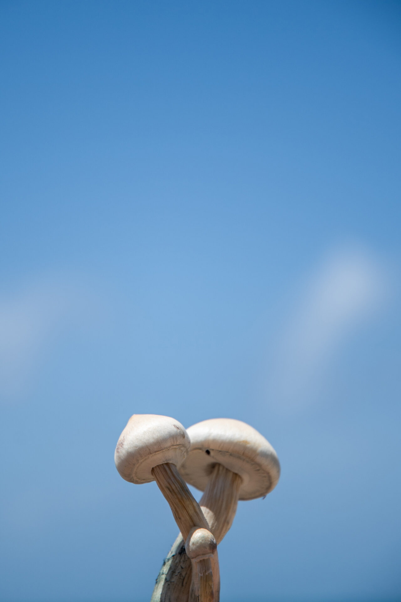 psilocybin mushrooms in front of blue sky