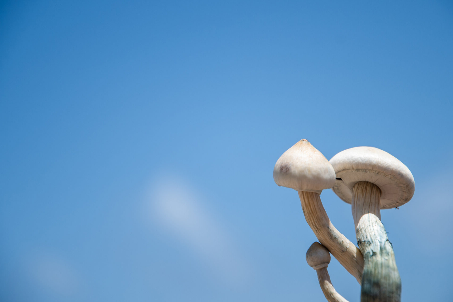 psilocybin mushrooms in front of clear sky by mycomeditations retreat