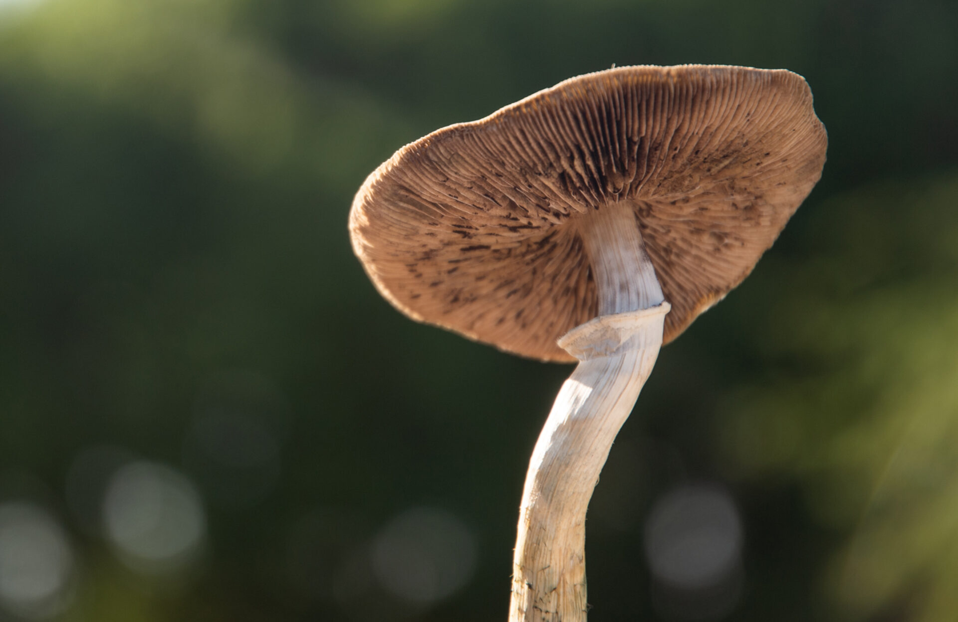 a psilocybin mushroom