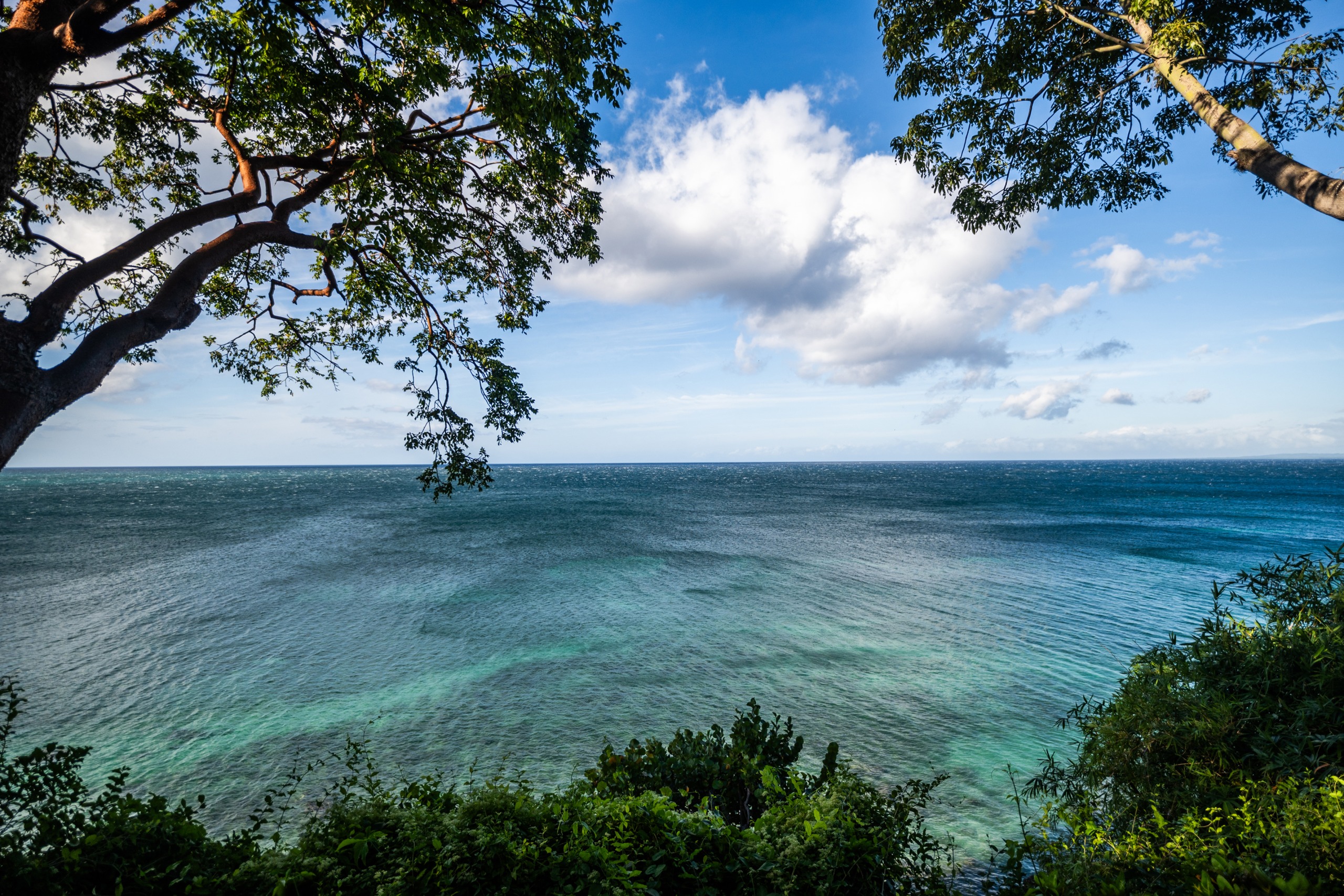 Blue seas and clear skies with overhanging trees in Bluefields Bay, Jamaica, at MycoMeditations retreat.
