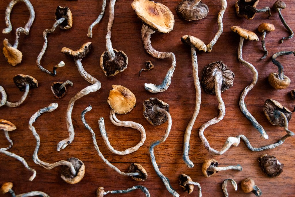 dried psilocybin mushroom on wooden table