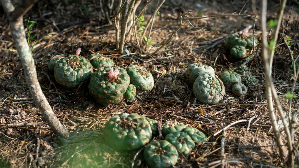 wild peyote cactuses