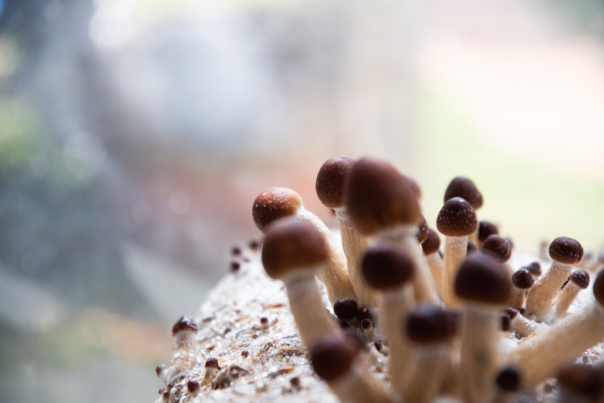psilocybin mushrooms growing on mycelium