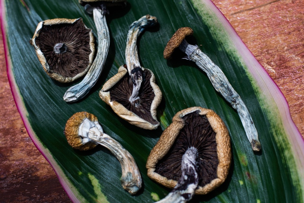 dried psilocybin mushrooms on a big banana leaf