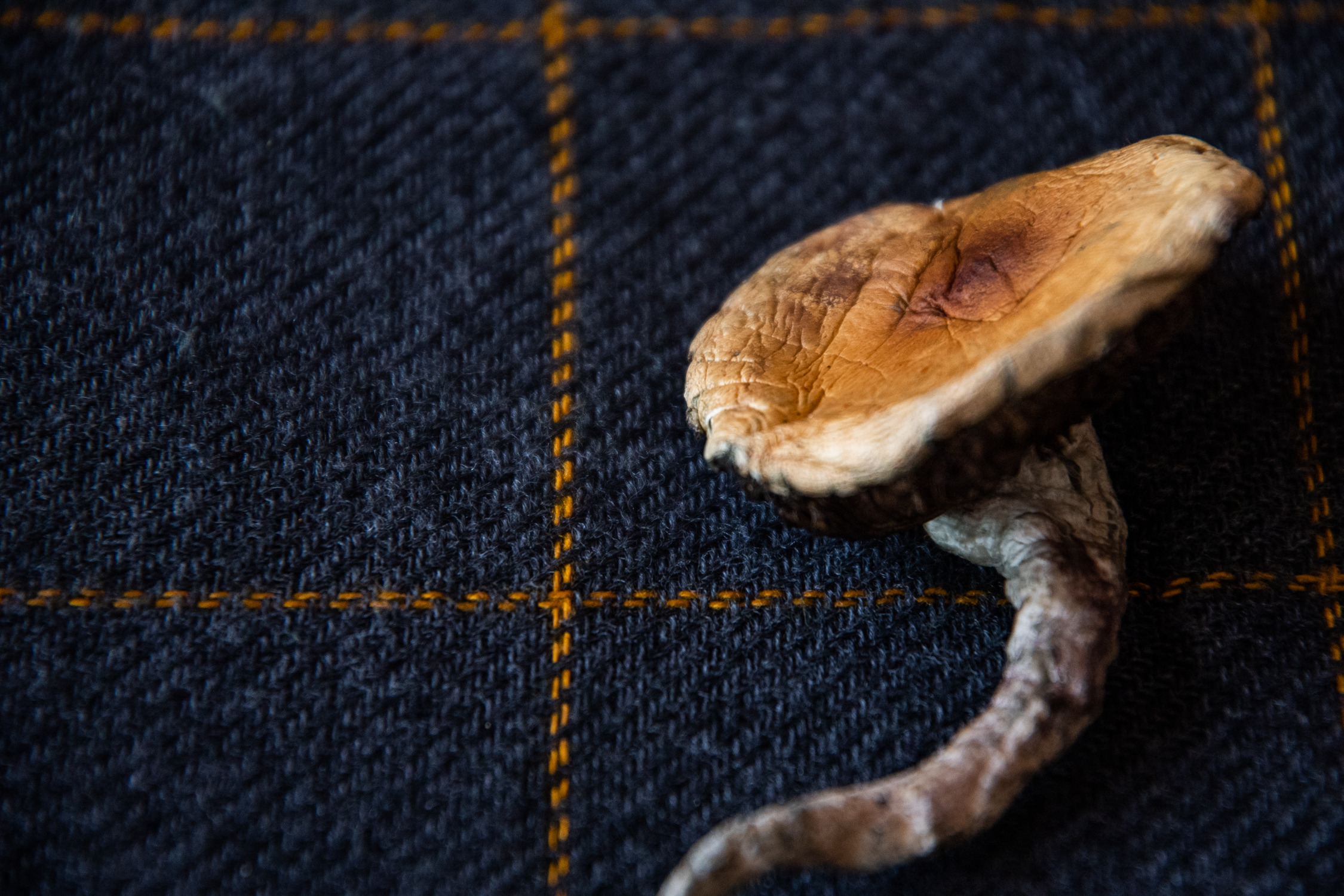 A dried psilocybin mushroom on a navy blue fabric cloth