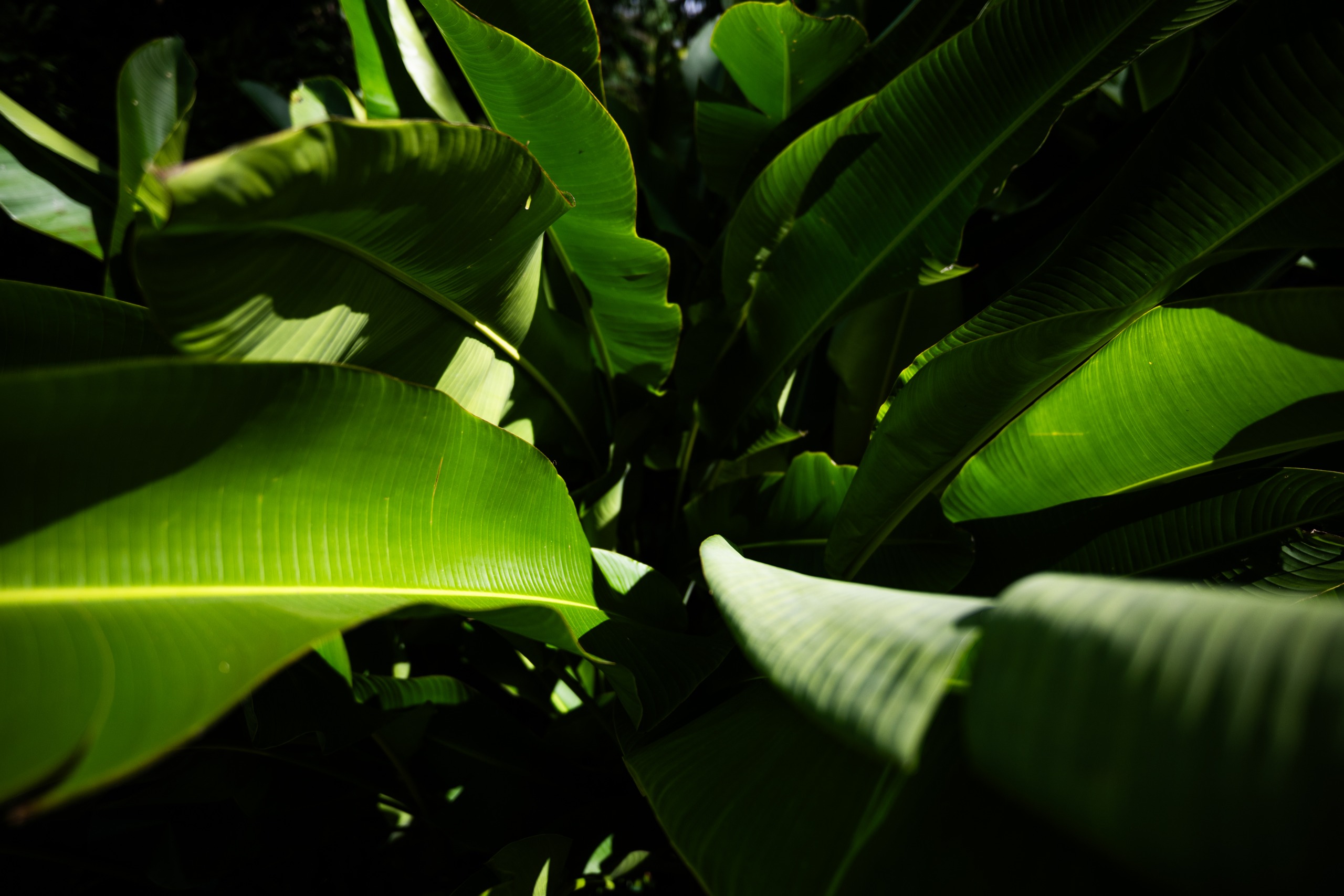 Thick, verdant palms and leaves found at MycoMeditations mushroom retreat in Jamaica